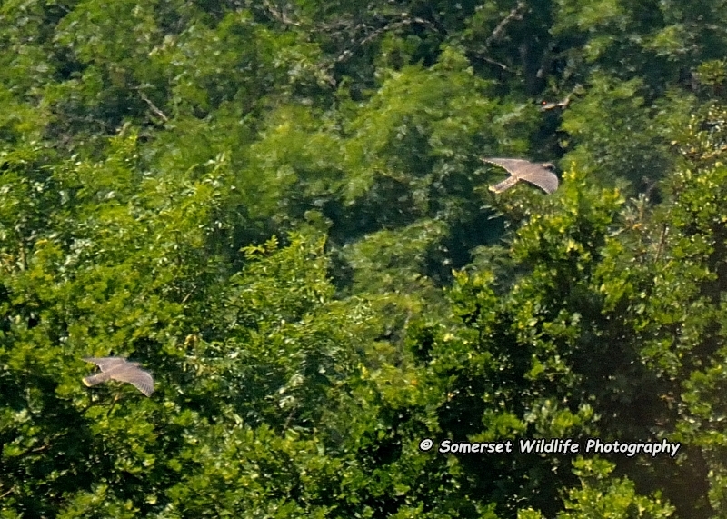 Peregrine quarry