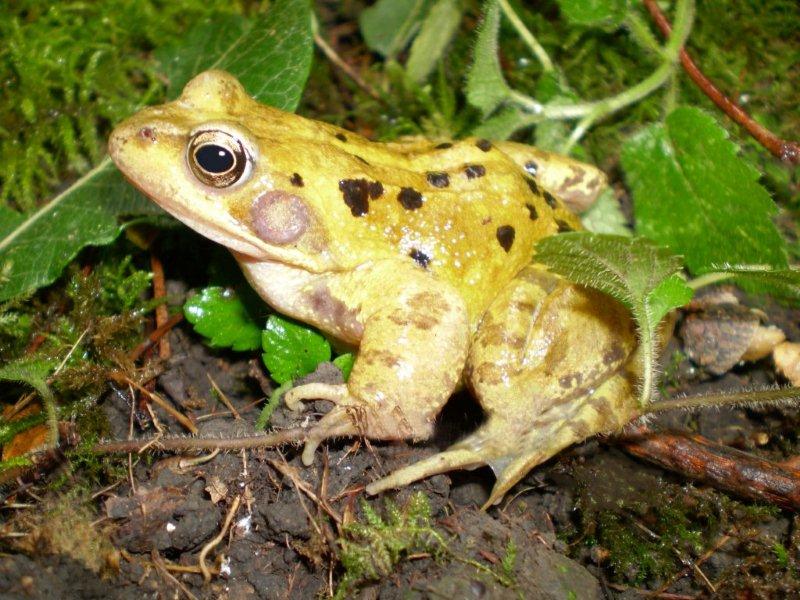frog-photoshop