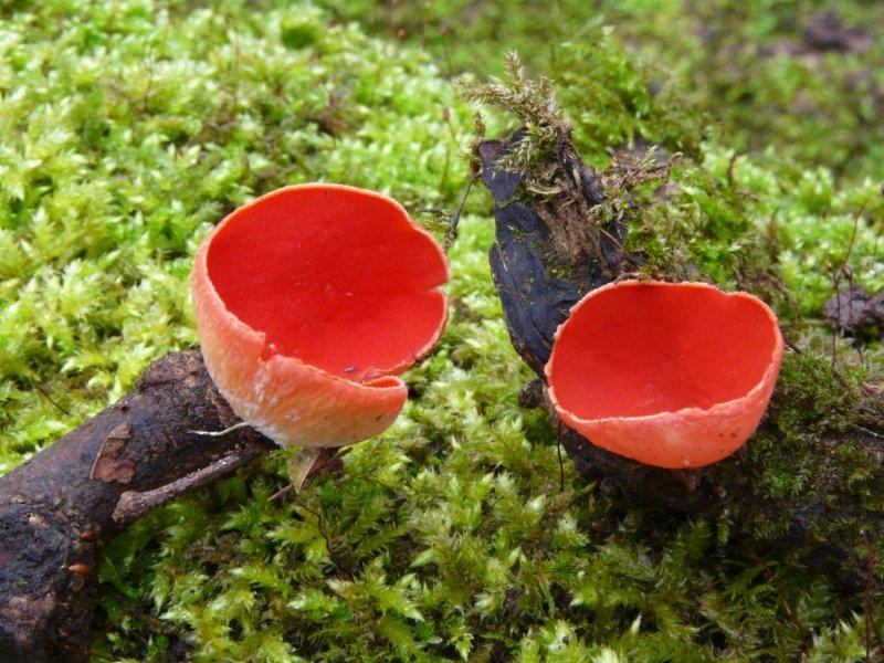 Fungi