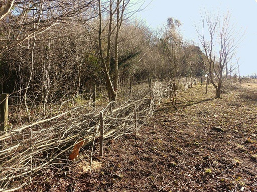 Hedgelaying