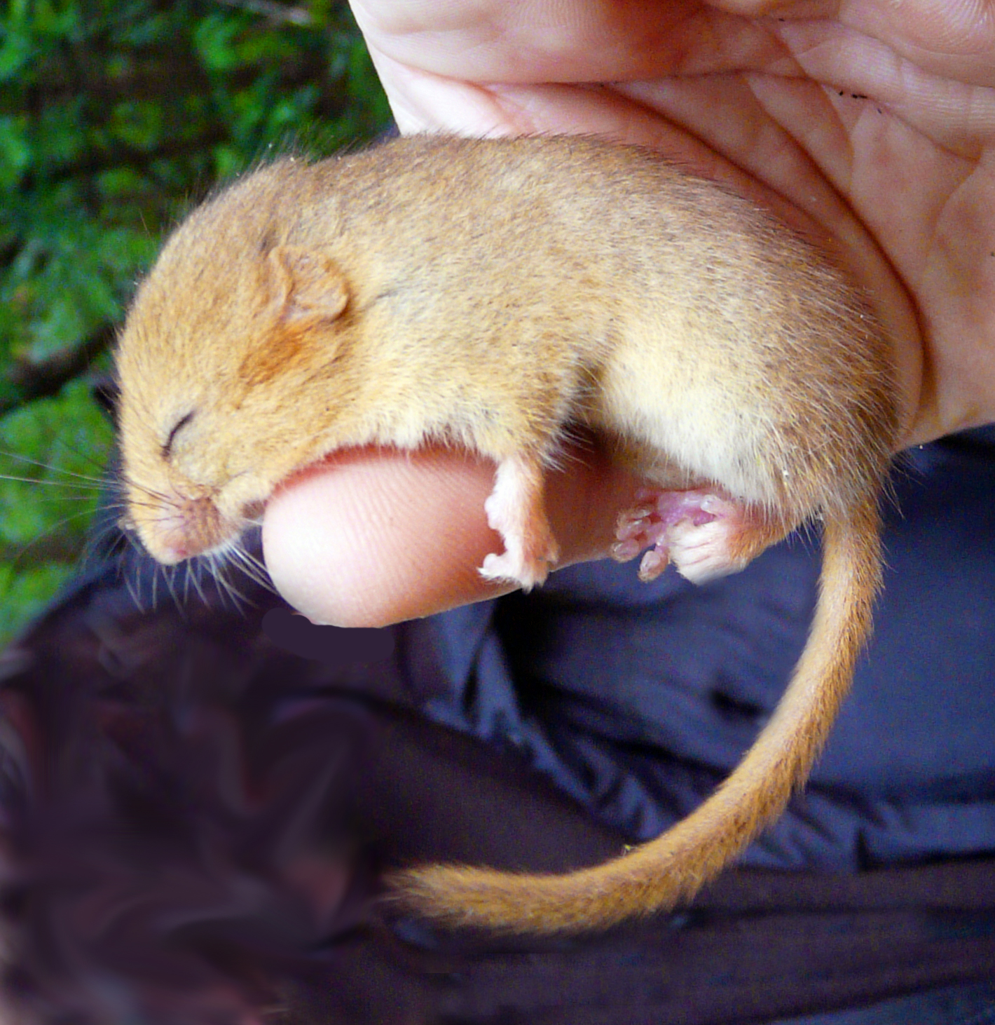 Dormouse GC