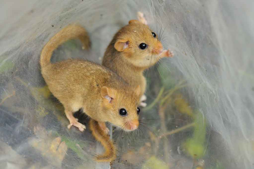 Youngdormouseduo1558