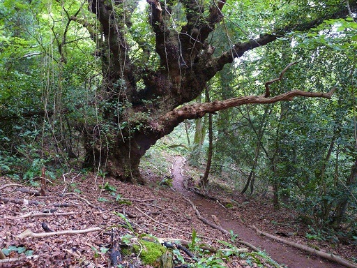 Trees