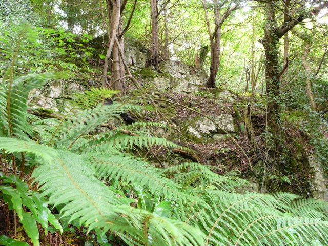 BW Ferns