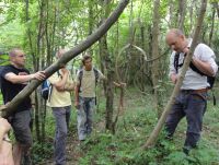 Tree Identification Walk