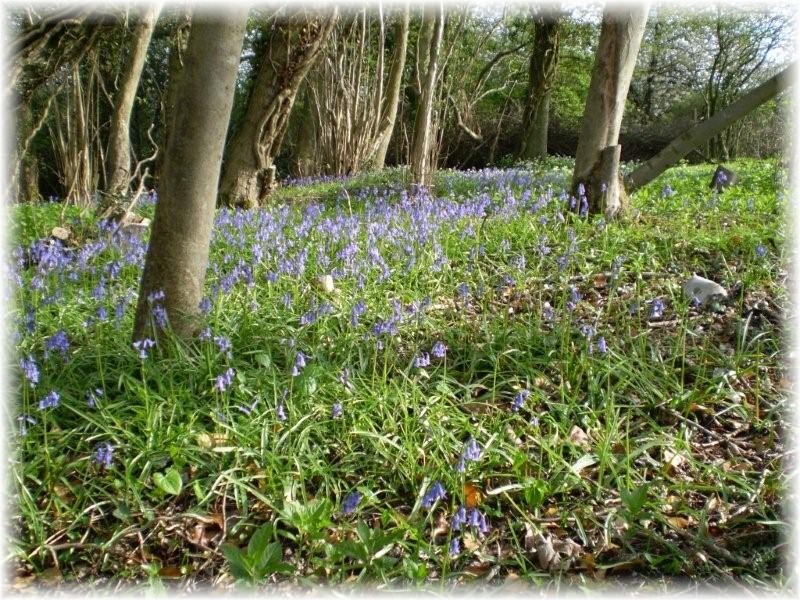 Bluebells and Aliens!