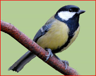 Great Tit