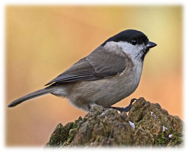 Marsh Tit
