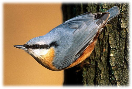 Nest Box Survey 2015/2016/2017