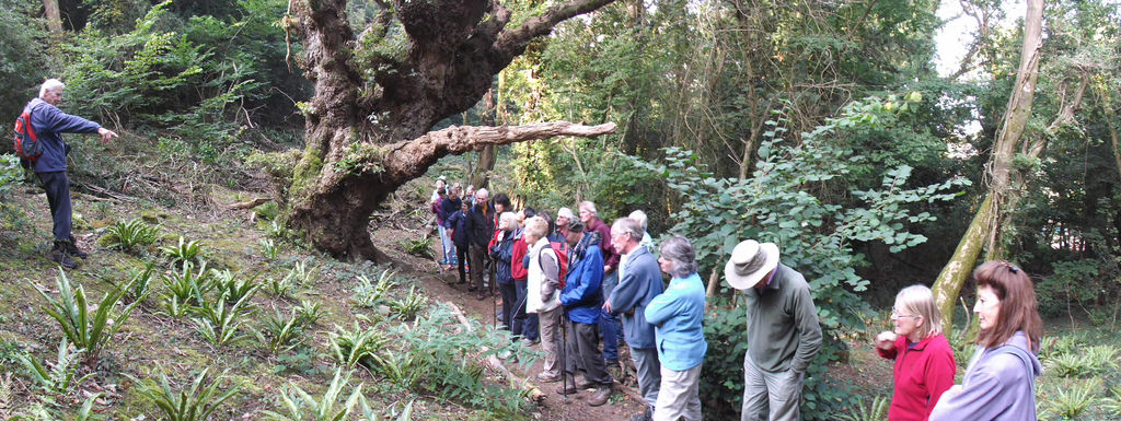 Tree walk 1