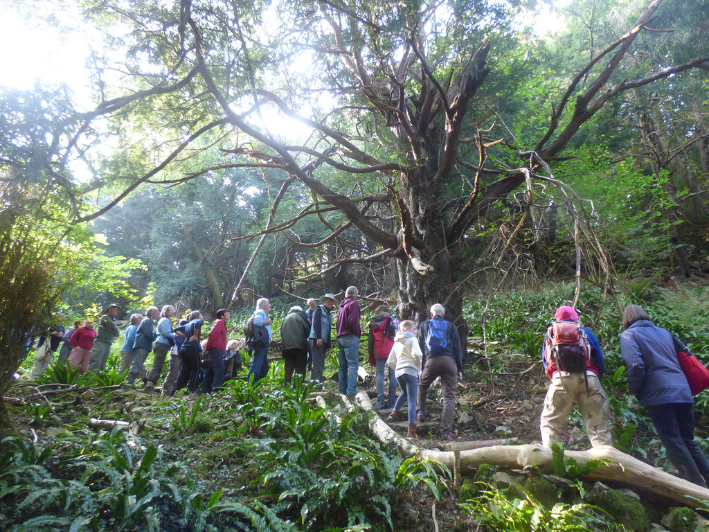Tree walk 3