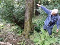 Tree Walk – Oct 2015