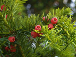 Yew berries