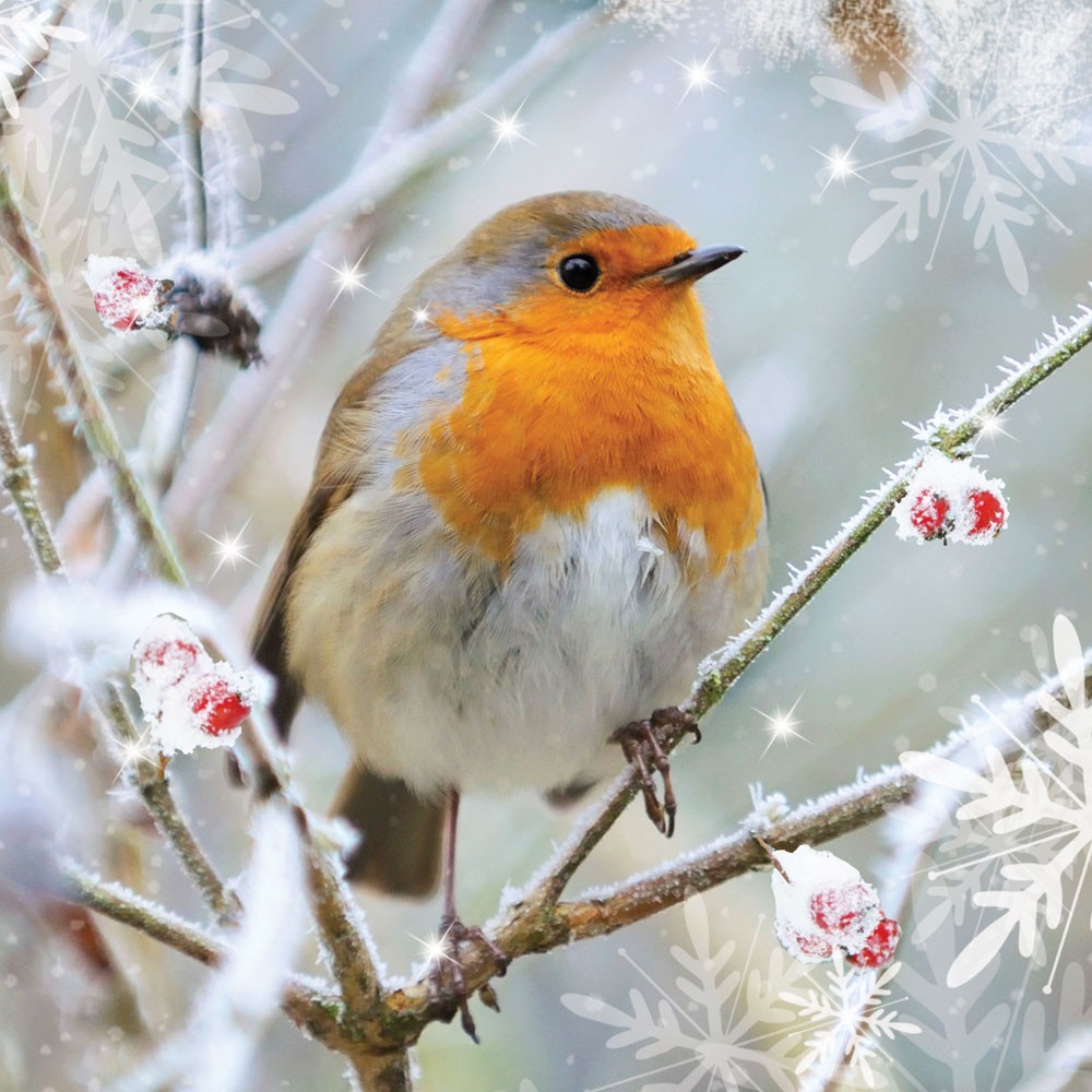 Xmas Bird Survey