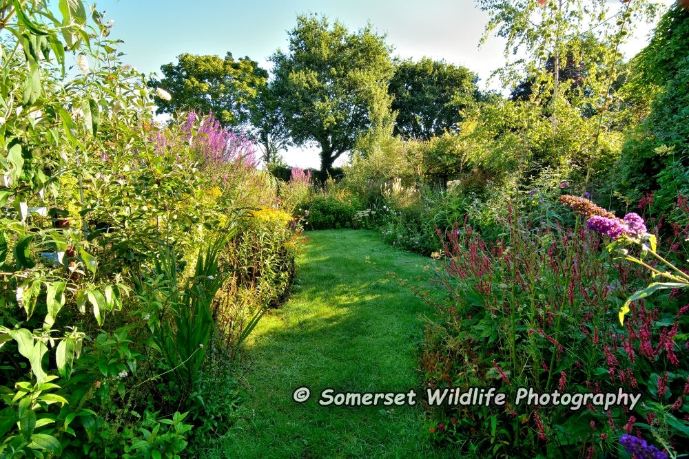 Garden 3