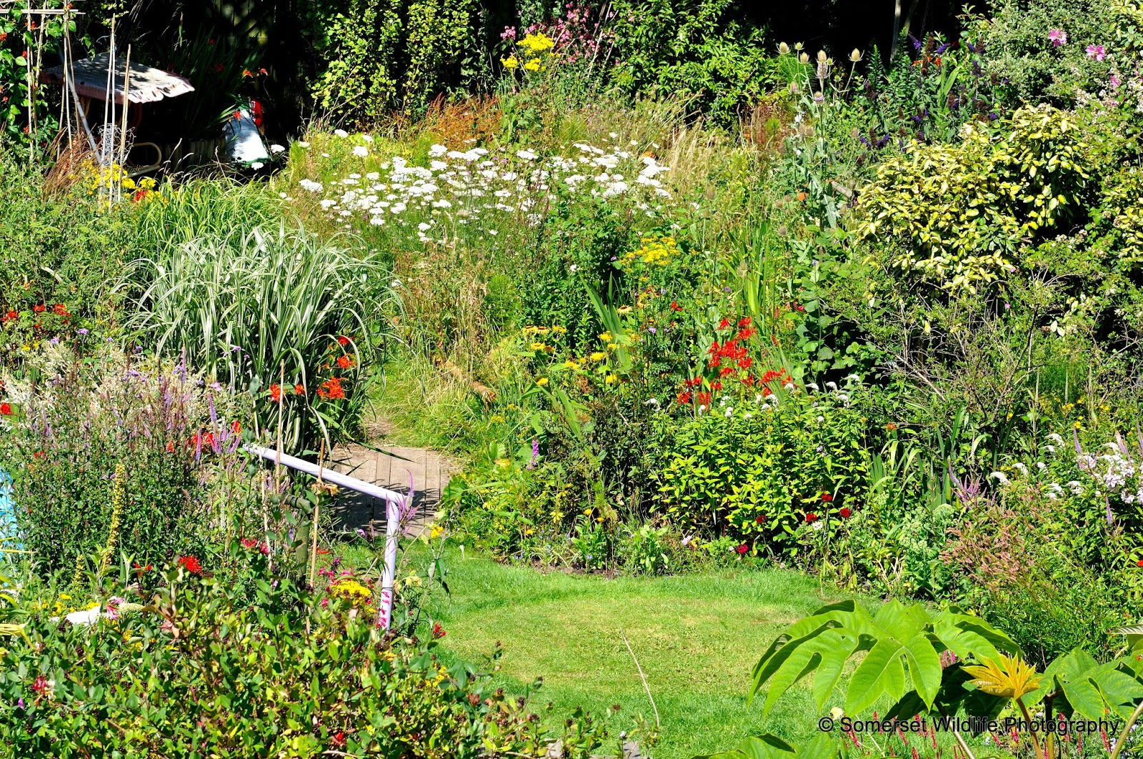 Garden 4
