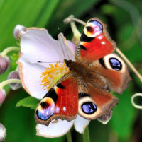 Gardening for Wildlife – Nov 2016