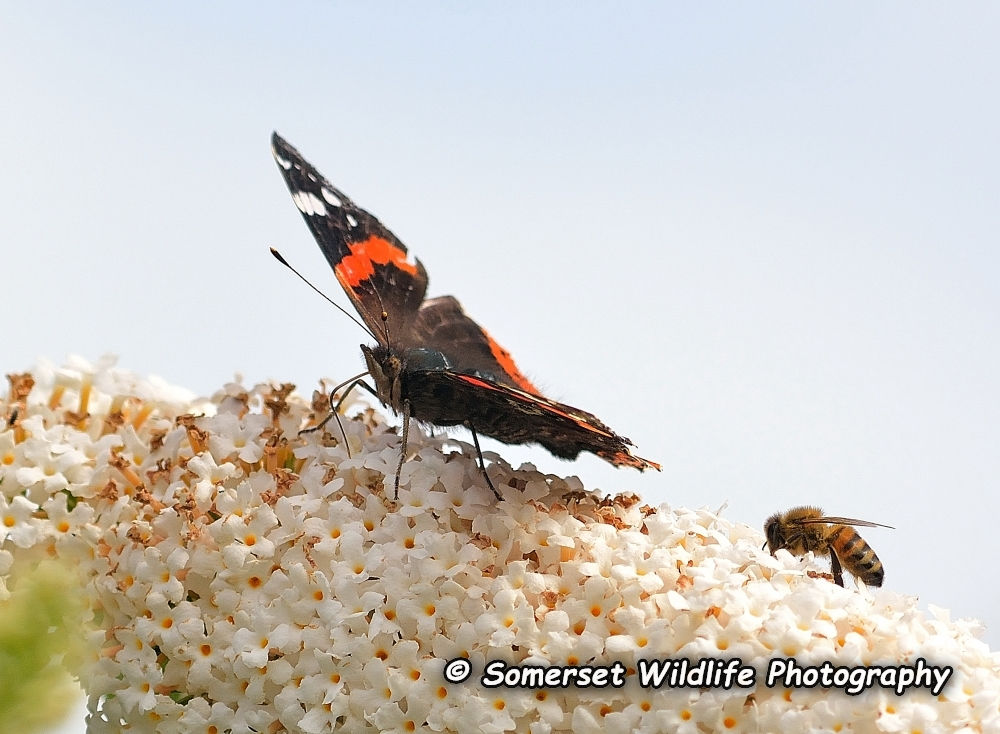 Red Admiral