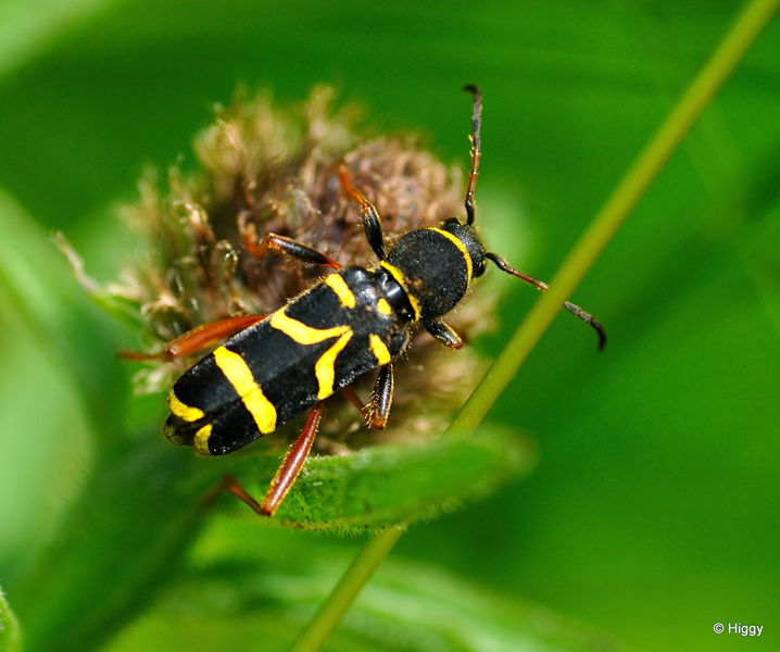 wasp beetle