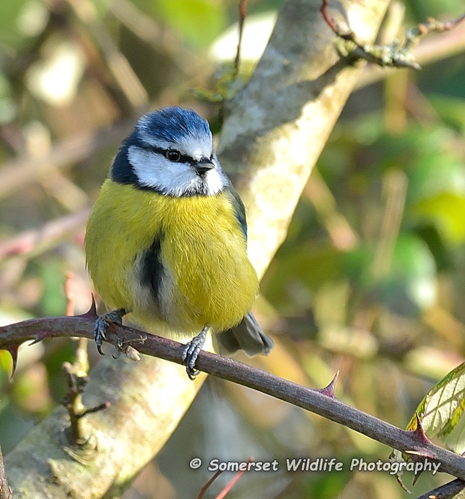 Blue Tit Cyanistes caeruleus 2