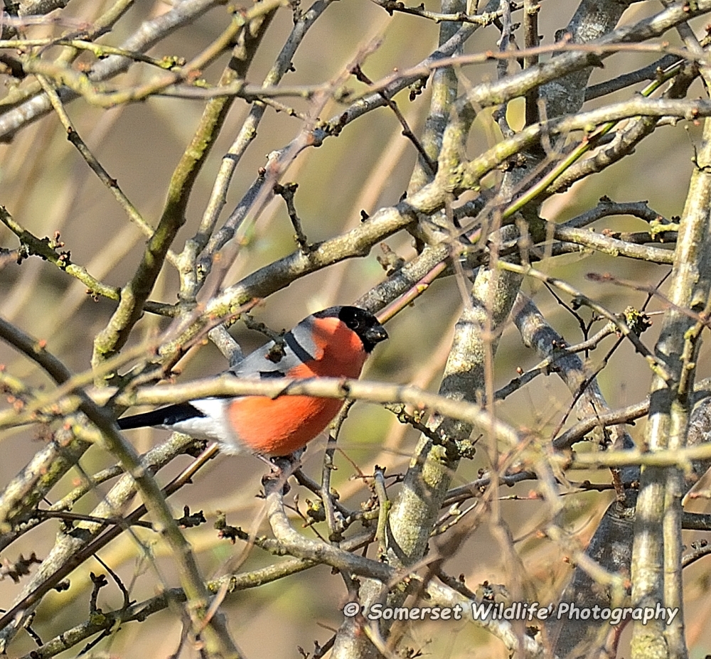 Bullfinch Pyrrhula pyrrhula
