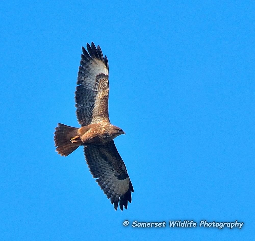 Buzzard Buteo buteo 6