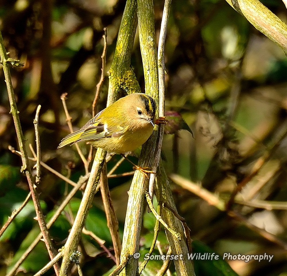 Goldcrest Regulus regulus 4