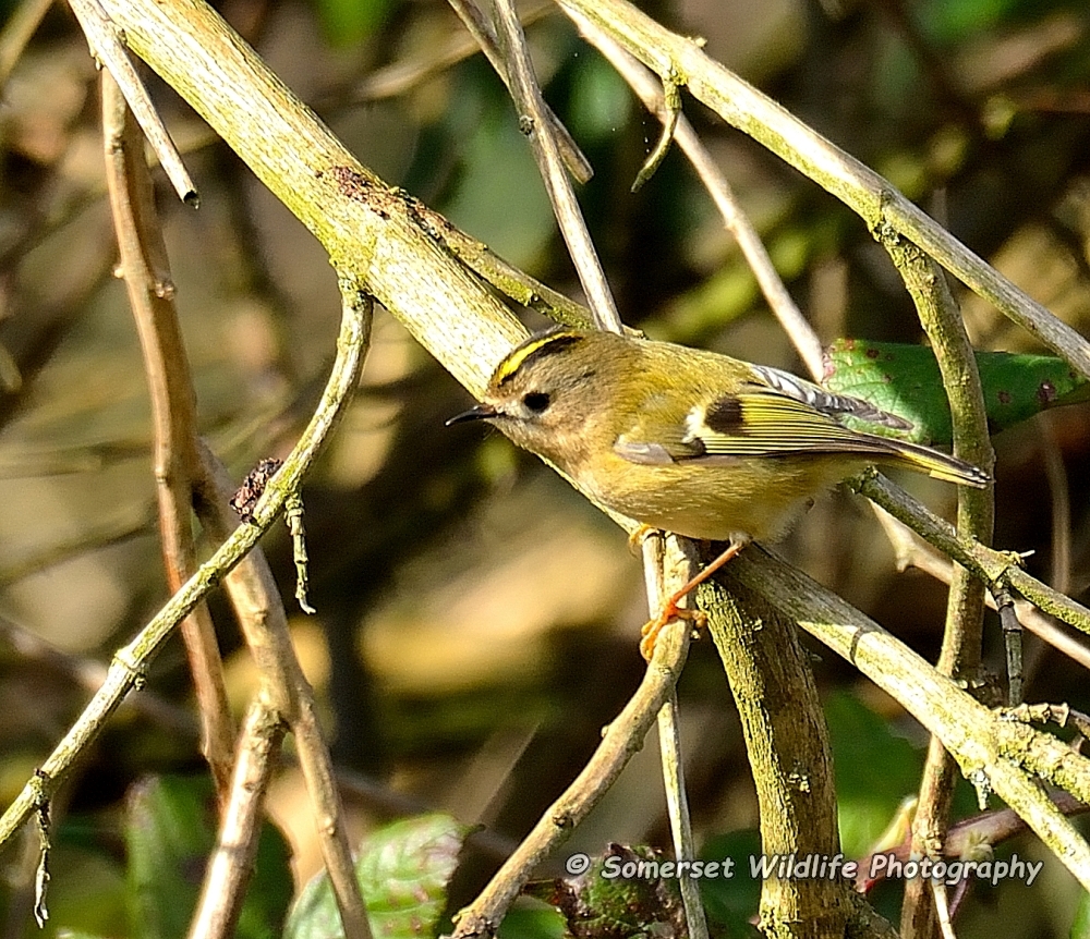 Goldcrest Regulus regulus 7