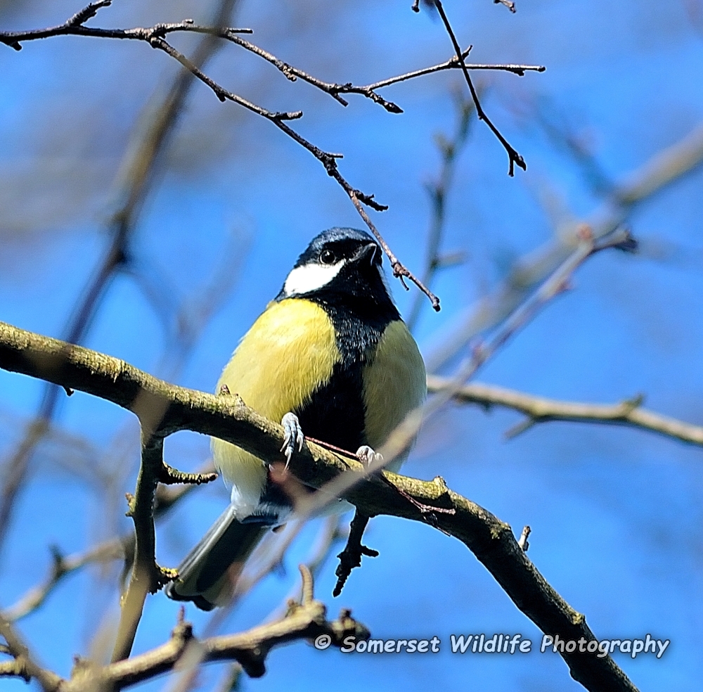 Great Tit Parus major 2