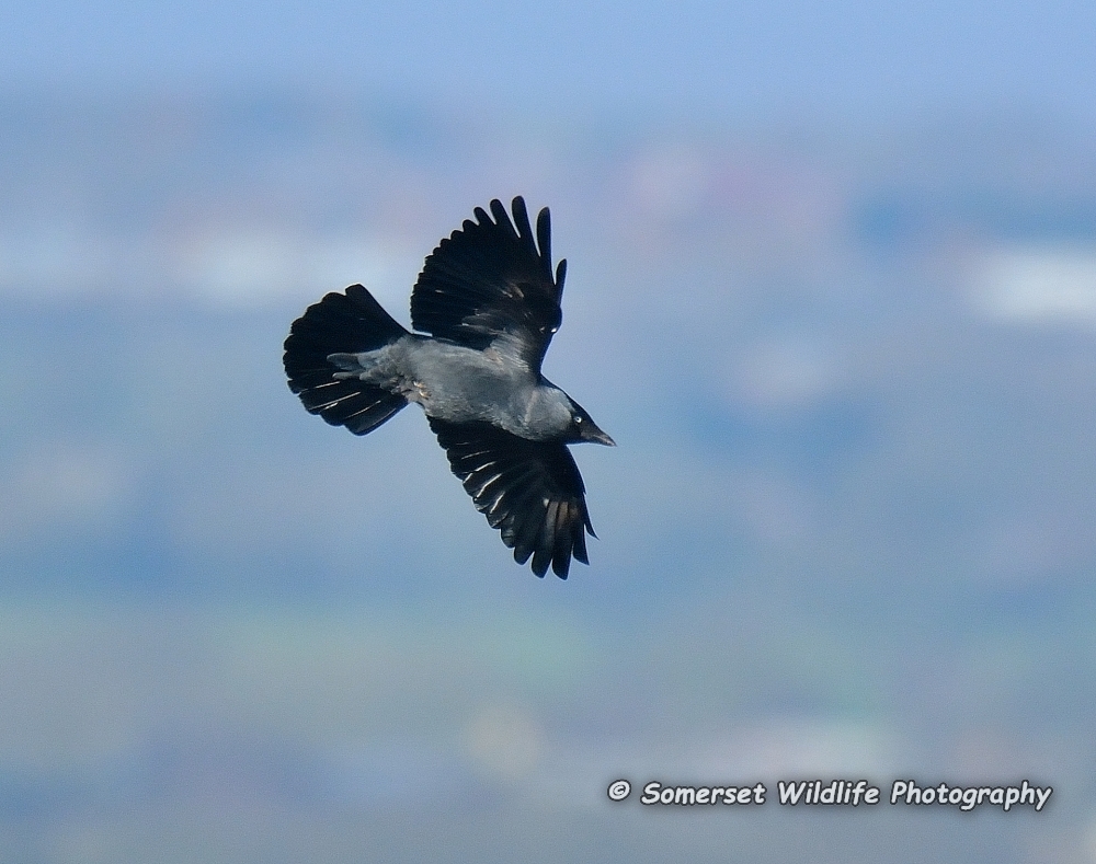 Jackdaw Corvus monedula 2