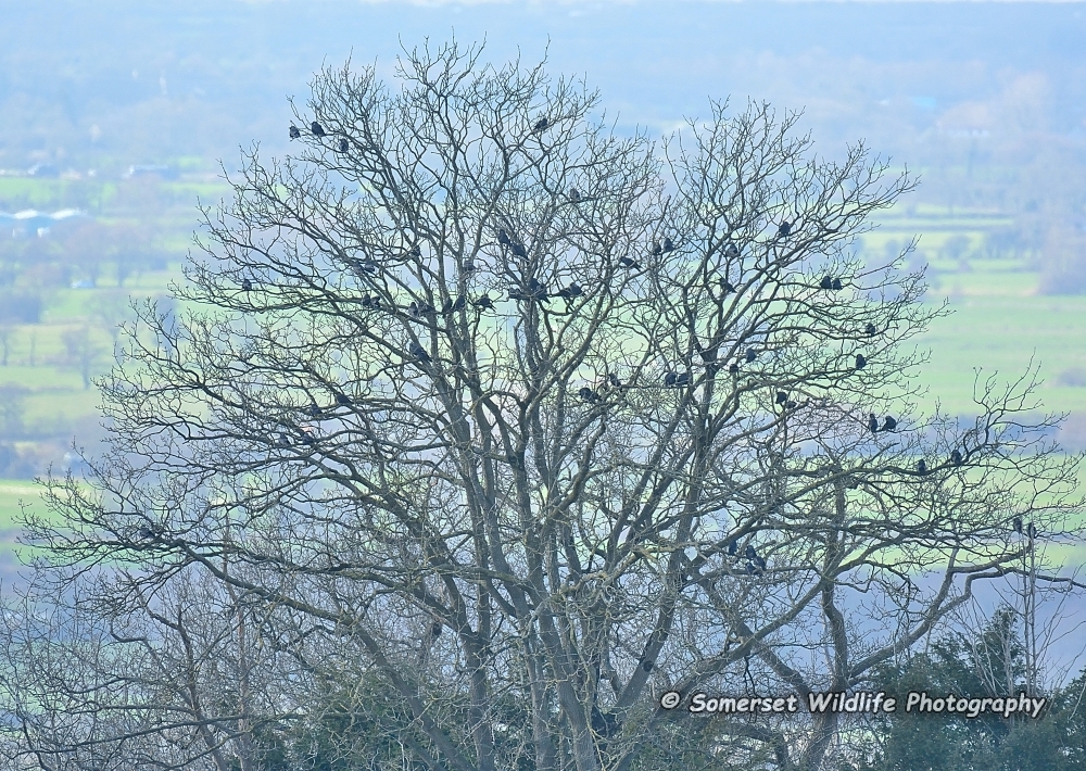 Jackdaw Corvus monedula 7
