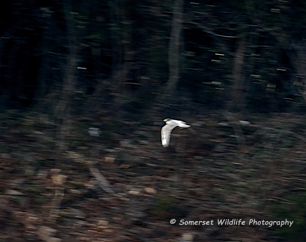 Peregrine Falco peregrinus