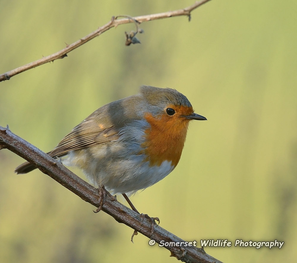 Robin Erithacus rubecula 6