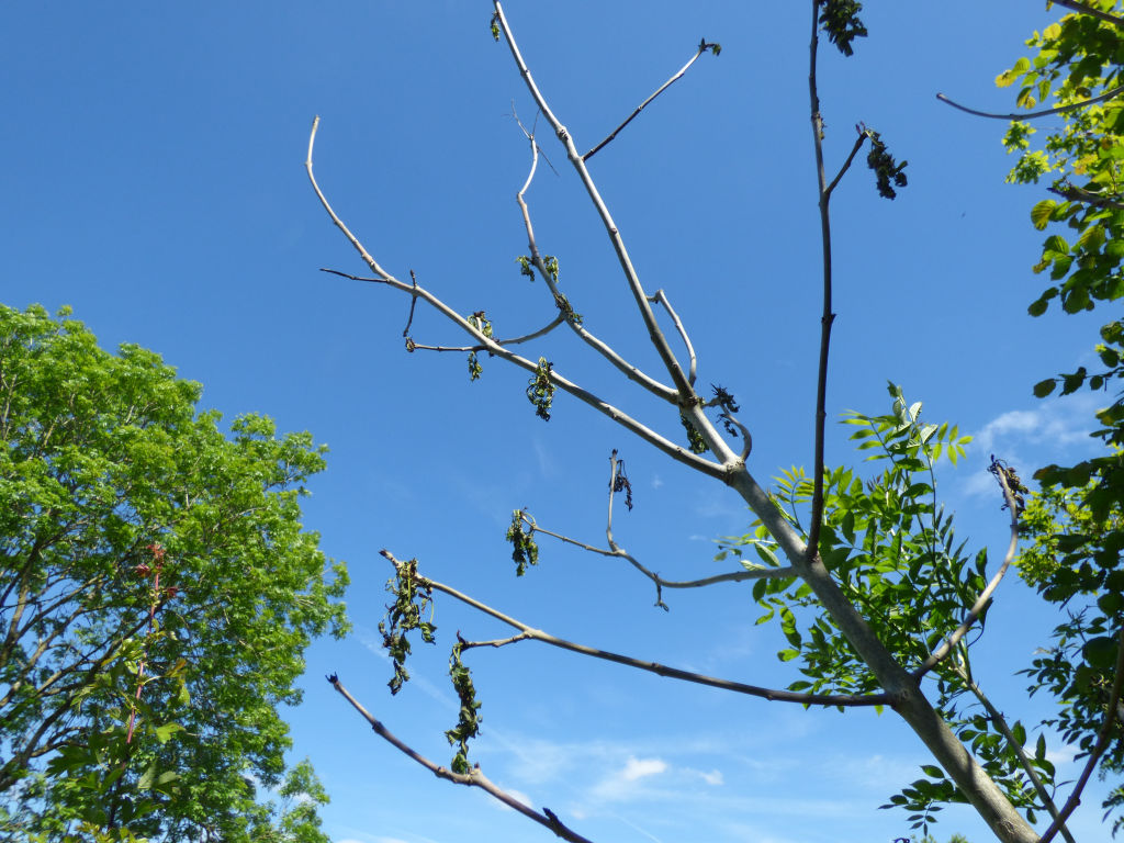 Ash Dieback
