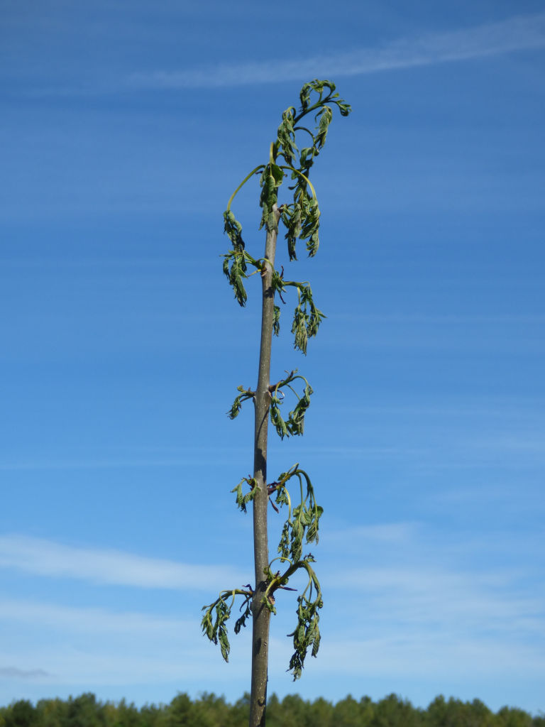 Ash dieback 2