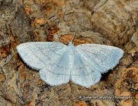 Moth Trapping – June 2017