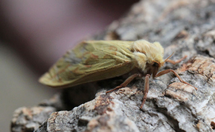 Ghost Moth