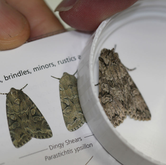 Moth id