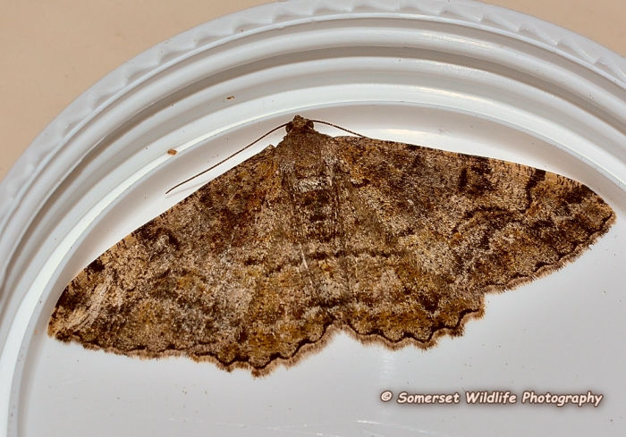 Mottled Beauty