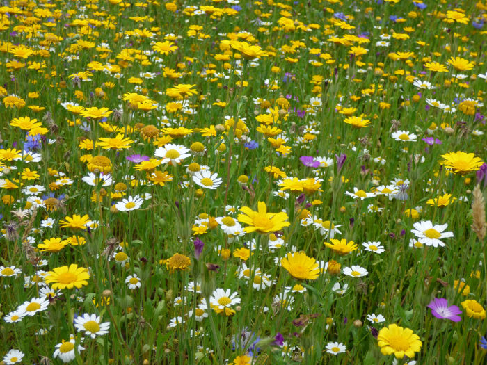 GV wildflowers 700