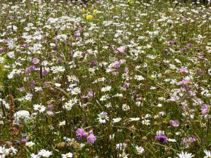 FOTP wildflowers
