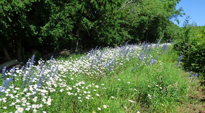 Wildflowers 700