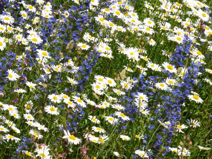 Wildflowers closeup 700