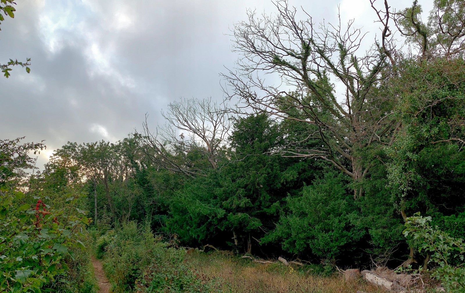Ash dieback 1