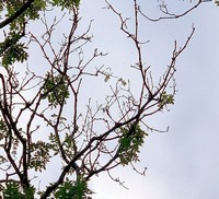 Ash Dieback Update – March 2022