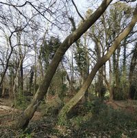 Ash Trees and Working Horses – February 2023