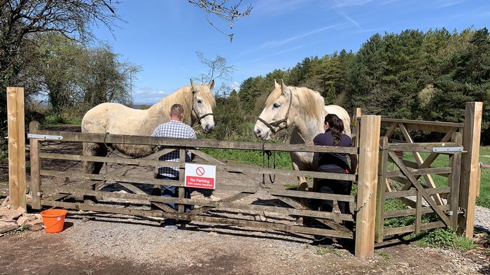 Horses 1