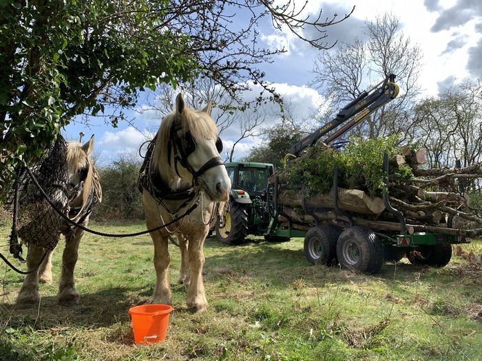 Horses 4