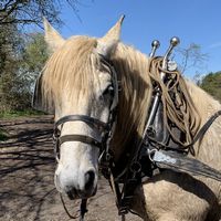 Heavy Horses – Easter 2023