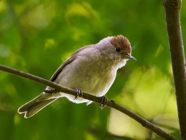 Blackcap female 600